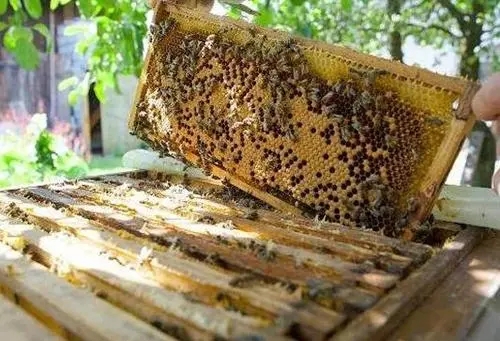 蜜蜂咬掉多余的巢礎(chǔ)