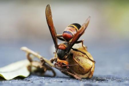 中國大虎頭蜂冬眠嗎（大虎頭蜂什么時候冬眠）