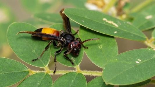 中國大虎頭蜂冬眠嗎（大虎頭蜂什么時候冬眠）