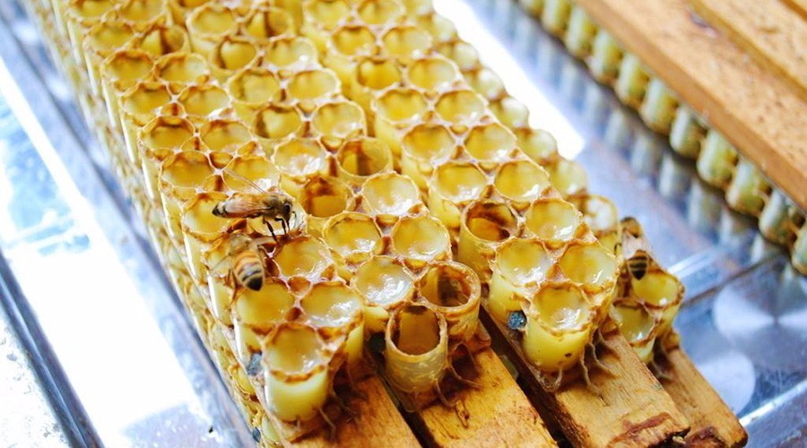 蜂王漿中王漿酸含量越高越好嗎（蜂王王漿酸含量標準）