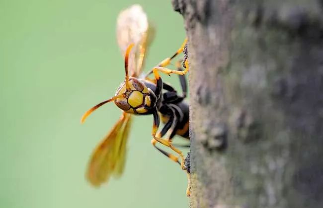 七里游胡蜂最多的地方在哪里？
