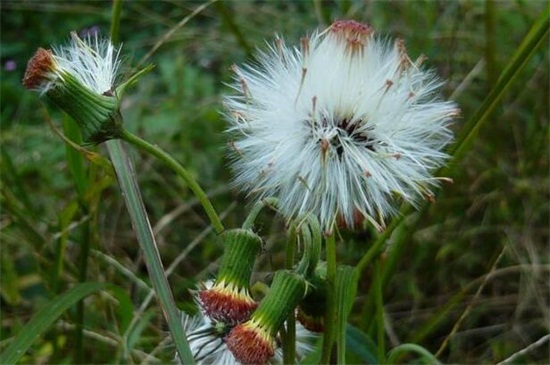 蒲公英什么時候開花？