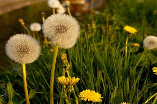 蒲公英什么時候開花？