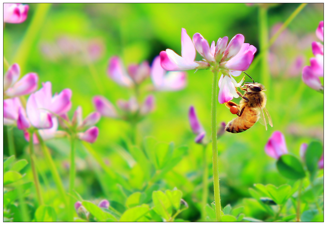 什么時候開始學(xué)養(yǎng)蜂最好(什么時候養(yǎng)蜂最合適) 什么時候開始學(xué)養(yǎng)蜂最好(什么時候養(yǎng)蜂最合適)