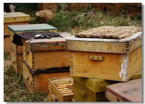 自己家樓上適合養(yǎng)蜂嗎