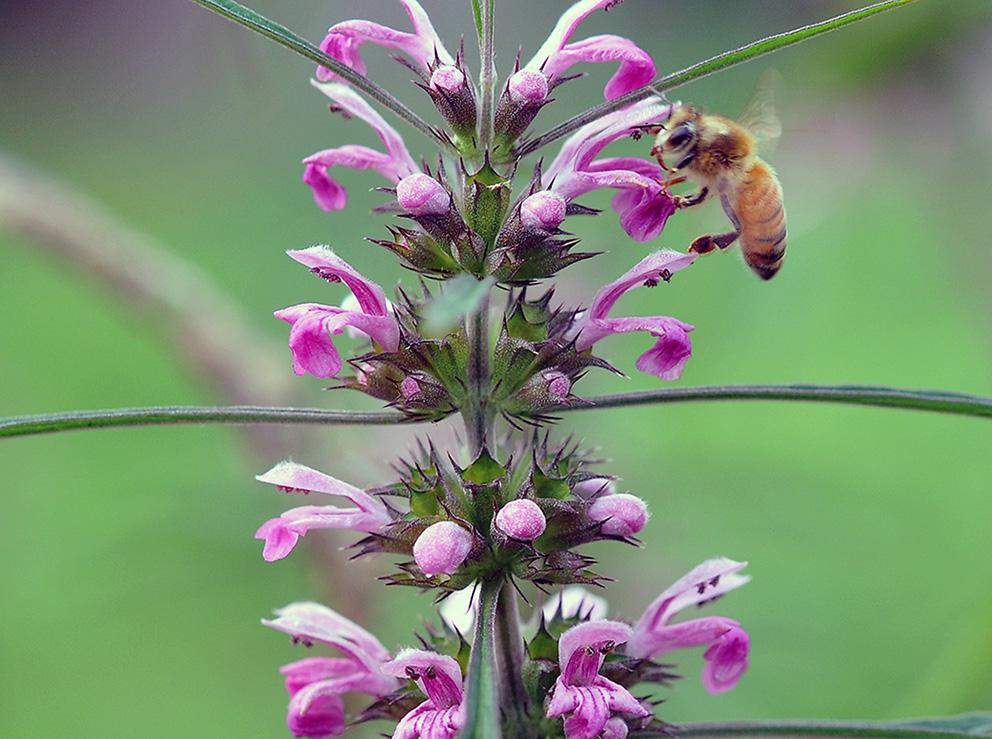 各個季節的蜜源植物(一年四季蜜源植物) 各個季節的蜜源植物(一年四季蜜源植物)