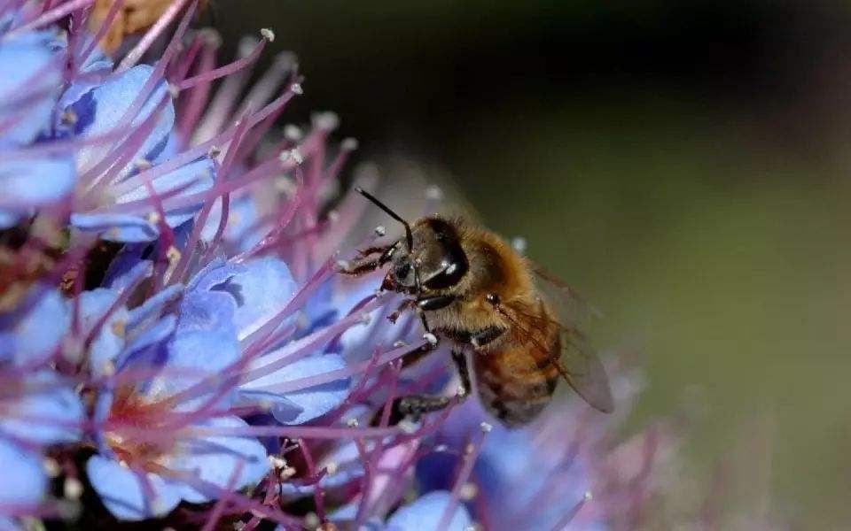 蜜蜂養殖需要掌握哪些知識？