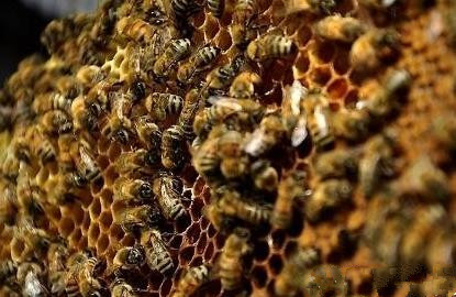 蜂數(shù)應該怎樣計算（論斤、論脾還是論群）