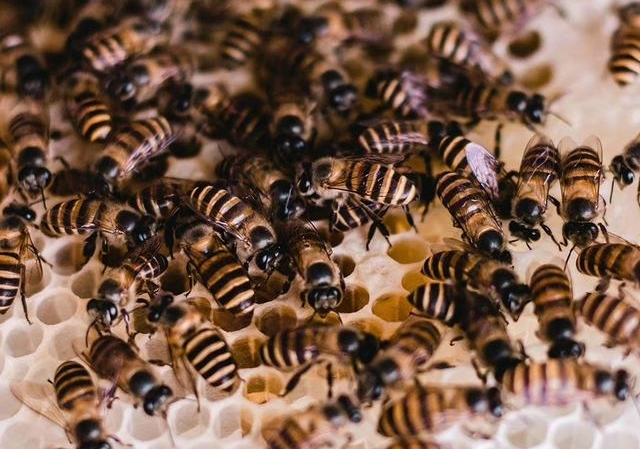 蜂數(shù)應該怎樣計算（論斤、論脾還是論群）