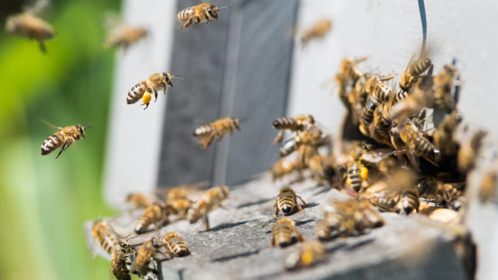 蜂數(shù)應該怎樣計算（論斤、論脾還是論群）