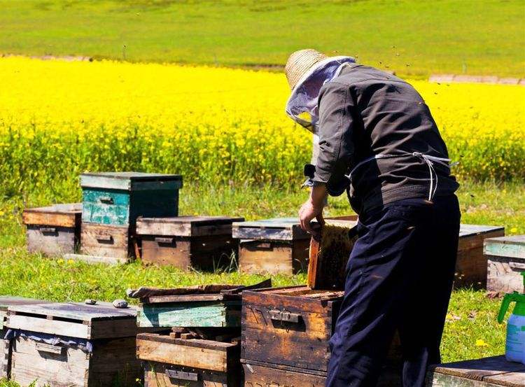 新手養蜂如何換王? 新手養蜂如何換王?
