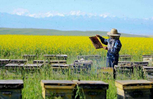 新手養蜂如何換王?