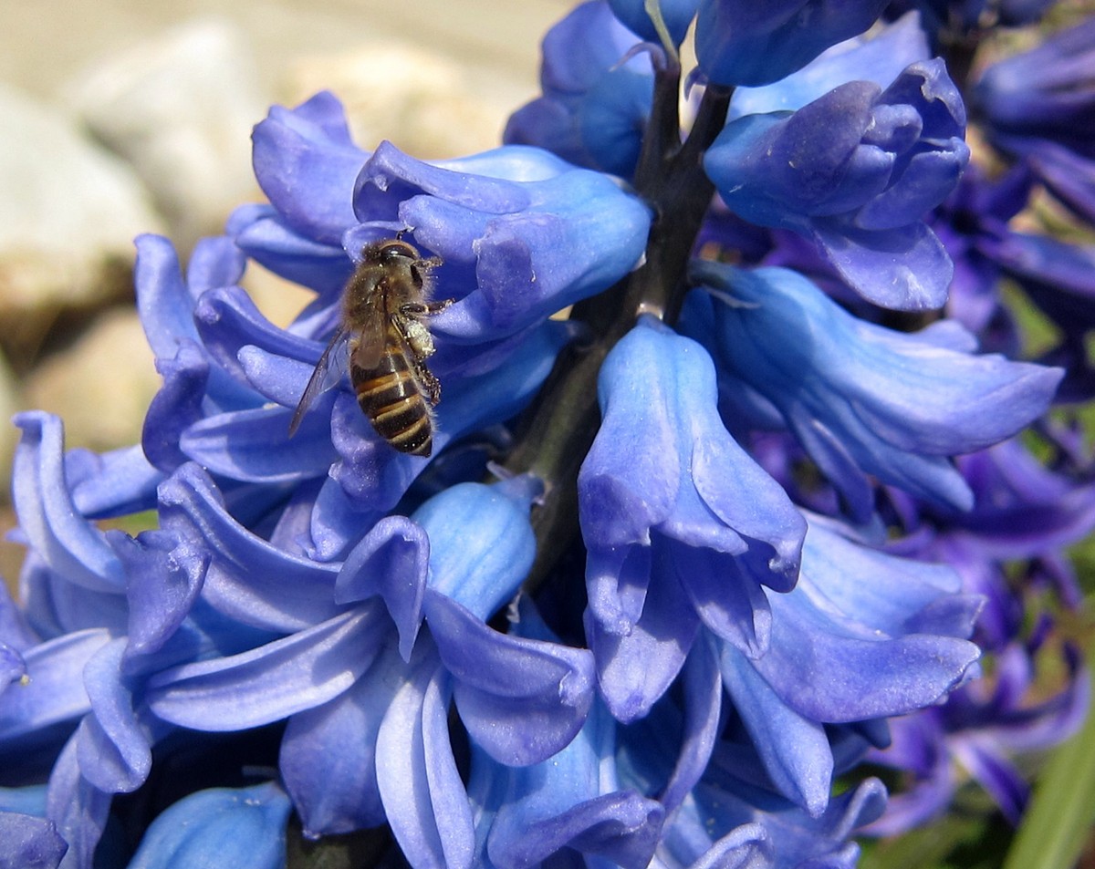 家庭養蜂需要什么條件(家庭養蜂技術新手入門) 家庭養蜂需要什么條件(家庭養蜂技術新手入門)