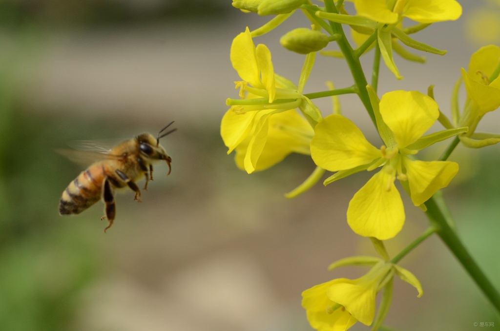 家庭養蜂需要什么條件(家庭養蜂技術新手入門) 家庭養蜂需要什么條件(家庭養蜂技術新手入門)