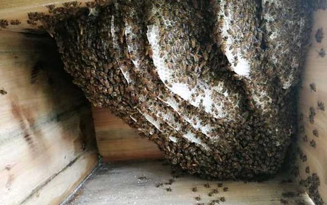 土養的蜜蜂怎么快速找到蜂王(土養蜜蜂怎么找蜂王) 土養的蜜蜂怎么快速找到蜂王(土養蜜蜂怎么找蜂王)