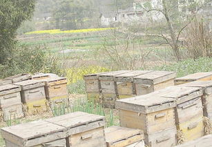 土養的蜜蜂怎么快速找到蜂王(土養蜜蜂怎么找蜂王) 土養的蜜蜂怎么快速找到蜂王(土養蜜蜂怎么找蜂王)