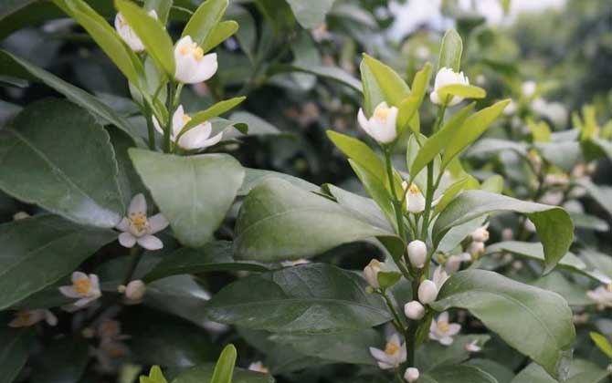 柑橘樹的地理分布(柑橘樹什么時候開花) 柑橘樹的地理分布(柑橘樹什么時候開花)