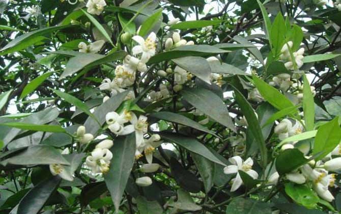 柑橘樹的地理分布(柑橘樹什么時候開花) 柑橘樹的地理分布(柑橘樹什么時候開花)