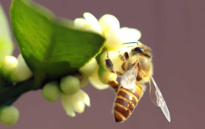 中蜂蜂群出售多少價一箱? 中蜂