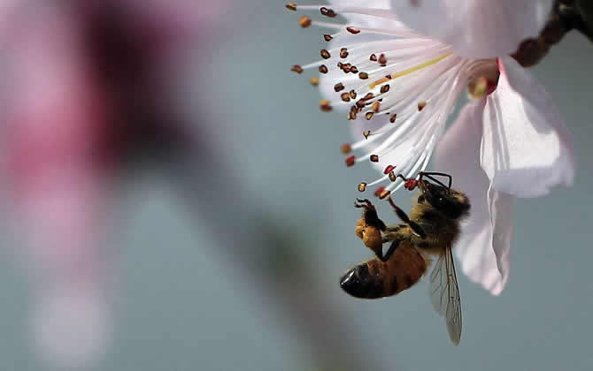 中蜂蜂群出售多少價一箱? 中蜂