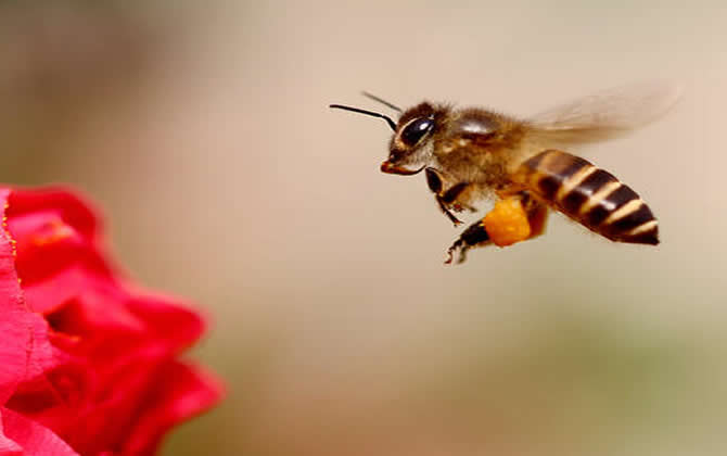 中蜂蜂群出售多少價一箱? 中蜂