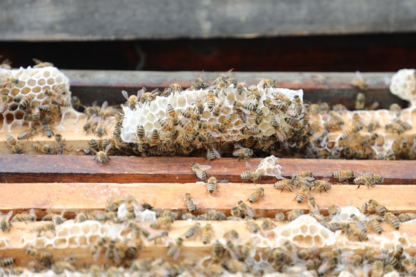 初級農(nóng)產(chǎn)品是指什么(農(nóng)產(chǎn)品初級產(chǎn)品加工定義) 初級農(nóng)產(chǎn)品是指什么(農(nóng)產(chǎn)品初級產(chǎn)品加工定義)