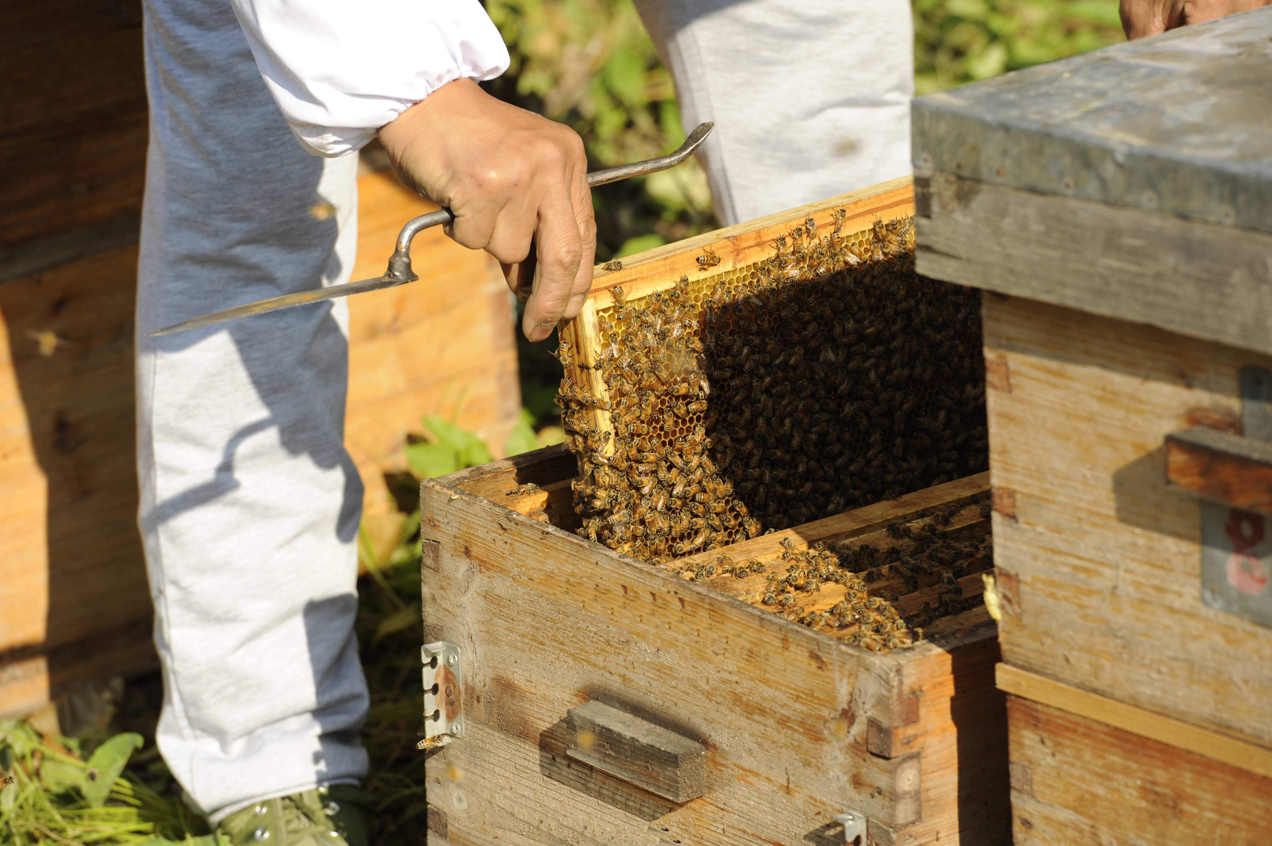 初級農(nóng)產(chǎn)品是指什么(農(nóng)產(chǎn)品初級產(chǎn)品加工定義) 初級農(nóng)產(chǎn)品是指什么(農(nóng)產(chǎn)品初級產(chǎn)品加工定義)