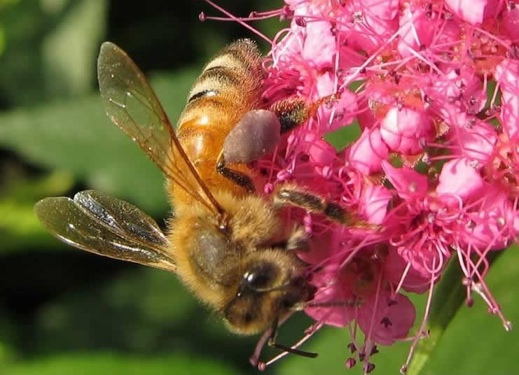 巢蟲在哪個季節(jié)最多? 巢蟲在哪個季節(jié)最多?