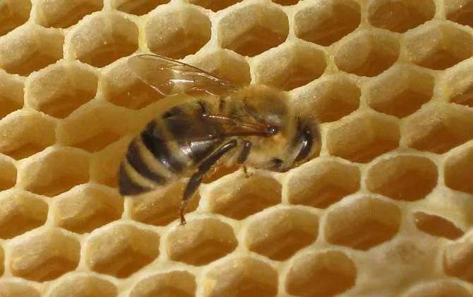 巢蟲在哪個季節(jié)最多? 巢蟲在哪個季節(jié)最多?