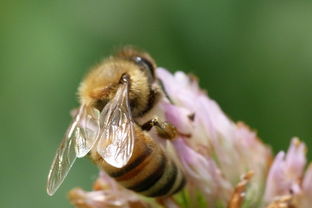 南方夏季主要蜜源植物（南方蜜源植物常見種類和開花時間）