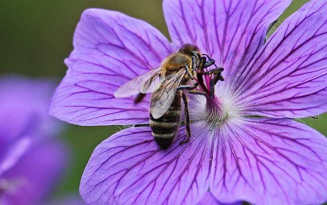 蜜蜂弱群如何發展為強群？