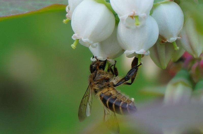 蜜蜂弱群如何發展為強群？