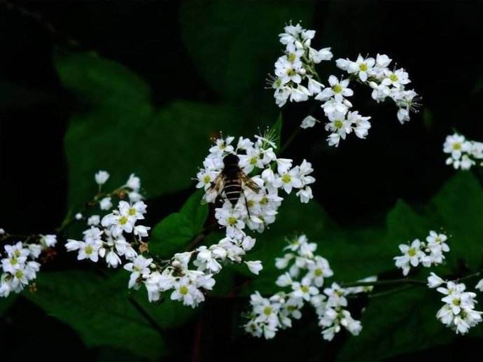 蜜蜂弱群如何發展為強群？
