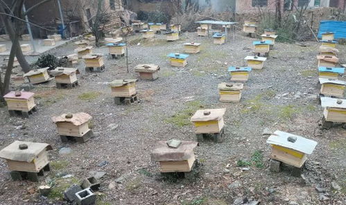 國家對養(yǎng)蜂場所建板房有新政策嗎(國家對養(yǎng)蜂地點的政策) 國家對養(yǎng)蜂場所建板房有新政策嗎(國家對養(yǎng)蜂地點的政策)