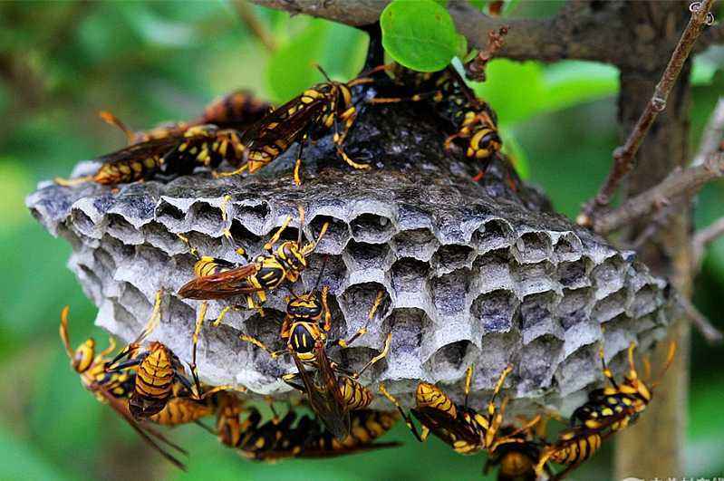 養100窩馬蜂一年利潤多少？賺多少錢？