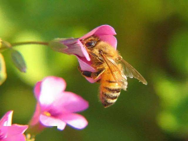 什么時(shí)候買(mǎi)蜂養(yǎng)最好(什么時(shí)候養(yǎng)蜂最合適) 什么時(shí)候買(mǎi)蜂養(yǎng)最好(什么時(shí)候養(yǎng)蜂最合適)