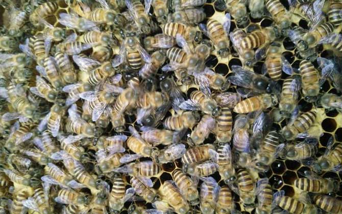 農村土蜜蜂的市場價是多少（農村土蜜蜂多少錢一箱）