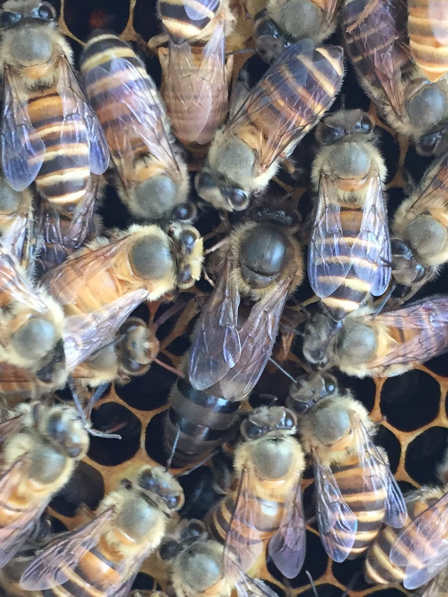 松丹一號能當種王嗎（教你如何選育優(yōu)質的蜂種王）