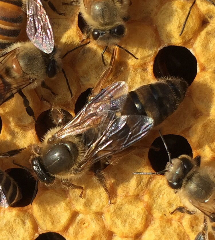 松丹一號能當種王嗎（教你如何選育優(yōu)質的蜂種王）
