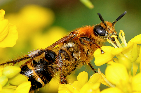 工蜂產卵身體會變黑嗎(蜜蜂變黑是什么原因) 工蜂產卵身體會變黑嗎(蜜蜂變黑是什么原因)