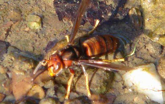 黃腳虎頭蜂的毒性強嗎(黃腰虎頭蜂有毒嗎) 黃腳虎頭蜂的毒性強嗎(黃腰虎頭蜂有毒嗎)