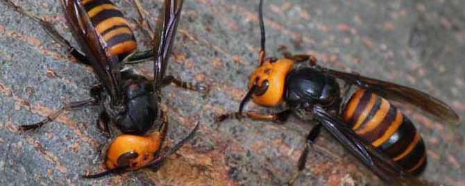 被中國大虎頭蜂扎上的臨床表現（被虎頭蜂咬會怎么樣？）