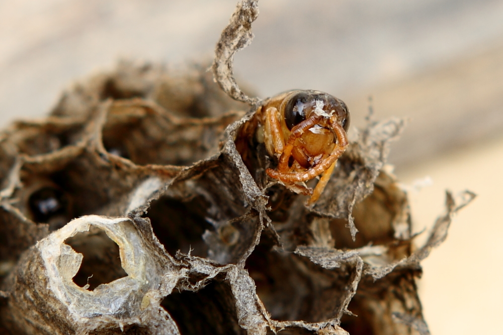 馬蜂（胡蜂）如何組建雙王群（胡蜂可以養(yǎng)雙王群嗎）