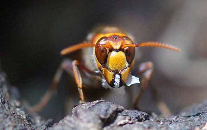 日本大黃蜂的毒性強嗎（中國有日本大黃蜂嗎）
