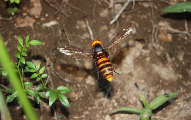 日本大黃蜂的毒性強嗎（中國有日本大黃蜂嗎）
