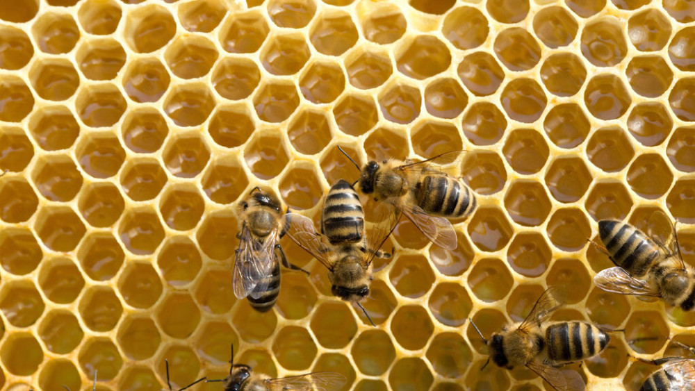 巢礎什么牌子好(中蜂巢礎哪個牌子比較靠譜) 巢礎什么牌子好(中蜂巢礎哪個牌子比較靠譜)