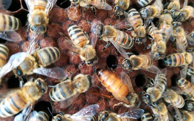 意蜂怎么治療蜂螨(意蜂治療大小蜂螨用什么藥好) 意蜂怎么治療蜂螨(意蜂治療大小蜂螨用什么藥好)