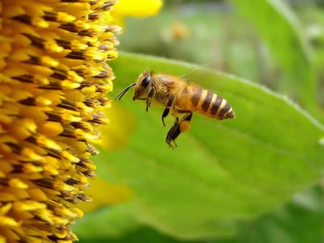 如何估算蜂群群勢? 如何估算蜂群群勢?