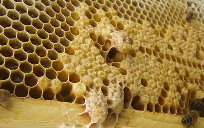 如何估算蜂群群勢? 如何估算蜂群群勢?