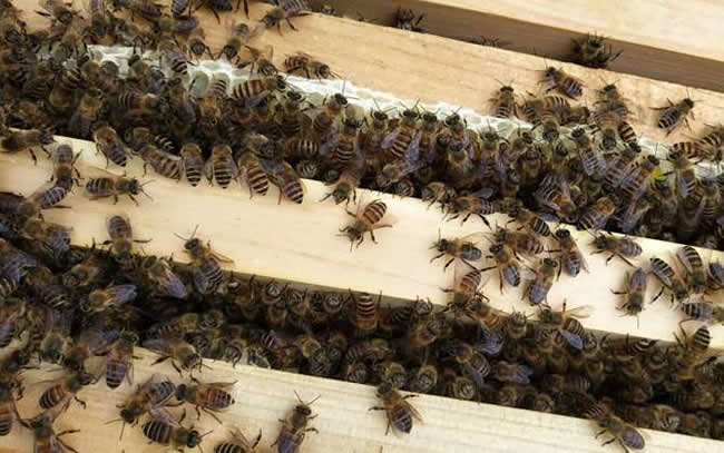 如何估算蜂群群勢? 如何估算蜂群群勢?